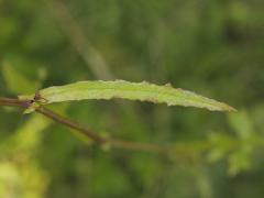  leaf
